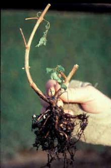 Image related to Fuchsia-Black Root Rot