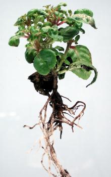 Image related to Fuchsia-Black Root Rot