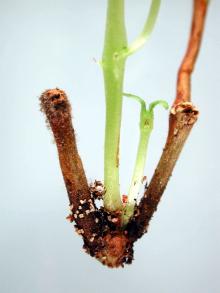 Image related to Fuchsia-Botrytis Blight