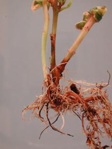 Image related to Fuchsia-Root Rot