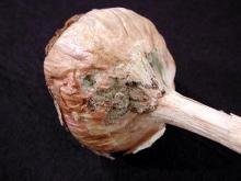 Image related to Garlic (Allium sativum)-Blue Mold Rot