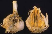 Image related to Garlic (Allium sativum)-Neck Rot (Gray Mold)