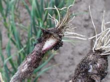 Image related to Garlic (Allium sativum)-Neck Rot (Gray Mold)