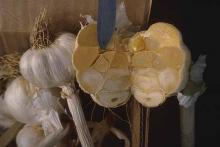 Image related to Garlic (Allium sativum)-Punky Bulb