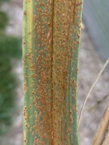 Close-up of rust infections on garlic.