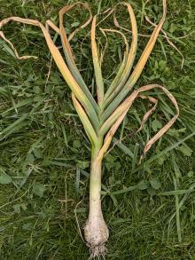 A garlic plant from a home garden in western Oregon that is affected with garlic rust.  Nearby leek and elephant garlic plants are unaffected.