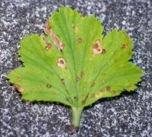 Image related to Geranium (Pelargonium spp.)-Alternaria Leaf Spot