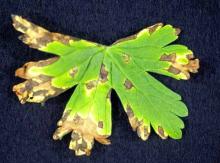 Image related to Geranium (Pelargonium spp.)-Bacterial Blight