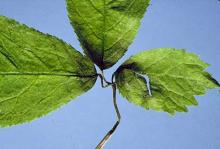 Image related to Ginseng (Panax spp.)-Alternaria Leaf and Stem Blight