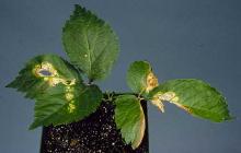 Image related to Ginseng (Panax spp.)-Alternaria Leaf and Stem Blight