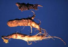 Image related to Ginseng (Panax spp.)-Cylindrocarpon Root Rot (Disappearing Root Rot)