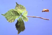 Image related to Ginseng (Panax spp.)-Cylindrocarpon Root Rot (Disappearing Root Rot)