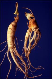 Image related to Ginseng (Panax spp.)-Rusted Root