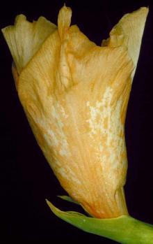 Image related to Gladiolus-White Break