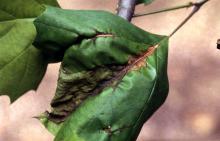 Image related to Glossary