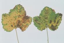 Image related to Gooseberry and Currant (Ribes spp.)-Anthracnose