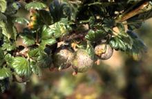 Shoot with leaves and fruit