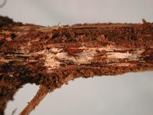 Image related to Grape (Vitis spp.)-Armillaria Root Rot