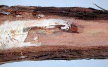 Image related to Grape (Vitis spp.)-Armillaria Root Rot