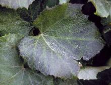 Image related to Grape (Vitis spp.)-Blackleaf