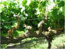 Photo of Grape (Vitis spp.)-Trunk Diseases 