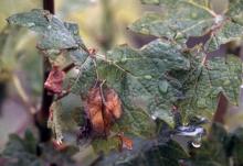 Wet, tattered grape leaf