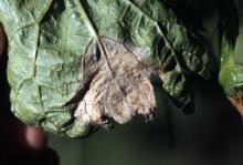 Underside of a grape leaf