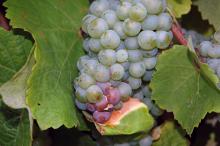 One cluster of green grapes with leaves around