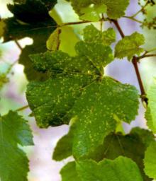 Image related to Grape (Vitis spp.)-Cane and Leaf Spot