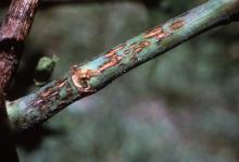 Base of a grape cane