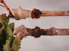 Image related to Grape (Vitis spp.)-Crown Gall