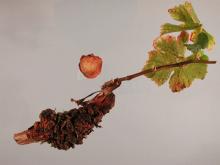 Image related to Grape (Vitis spp.)-Crown Gall