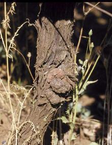 Image related to Grape (Vitis spp.)-Crown Gall