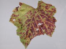 Image related to Grape (Vitis spp.)-Leafroll