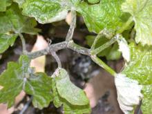 Image related to Grape (Vitis spp.)-Powdery Mildew