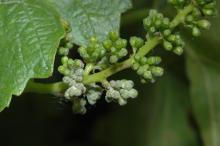 Image related to Grape (Vitis spp.)-Powdery Mildew