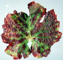 Image related to Grape (Vitis spp.)-Grapevine Red Blotch Disease