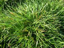 Image related to Grass for Seed-Barley Yellow Dwarf