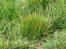 Image related to Grass for Seed-Barley Yellow Dwarf