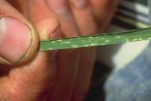 Image related to Grass for Seed-Powdery Mildew