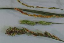 Grass for Seed-Rathay's Disease (Bacterial Head Blight) | Pacific