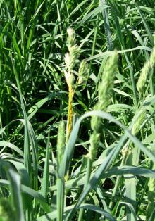 Grass for Seed-Rathay's Disease (Bacterial Head Blight) | Pacific