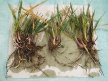 Image related to Grass for Seed-Root and Crown Rot