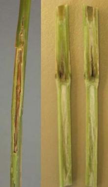 Image related to Grass for Seed-Stem Rot