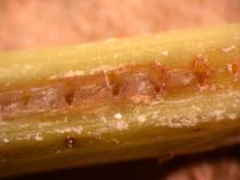 Image related to Grass for Seed-Stem Rot