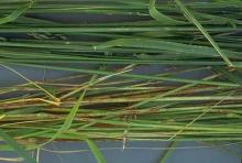 Image related to Grass for Seed-Stem Rust