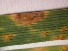 Image related to Grass for Seed-Stem Rust