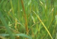 Image related to Grass for Seed-Stripe Rust