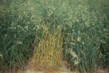 Image related to Grass for Seed-Stripe Rust