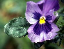 Image related to Greenhouse Plants, Ornamental-Powdery Mildew